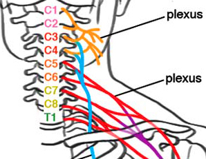 Educational: Nervous system