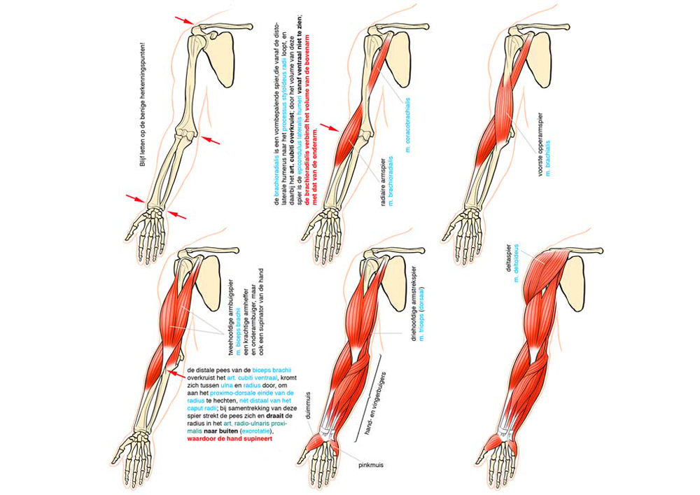 Edicational: Anatomy