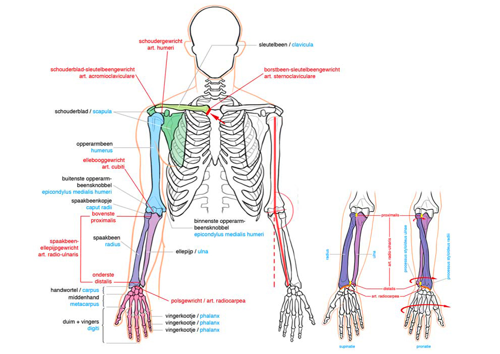 Edicational Anatomy