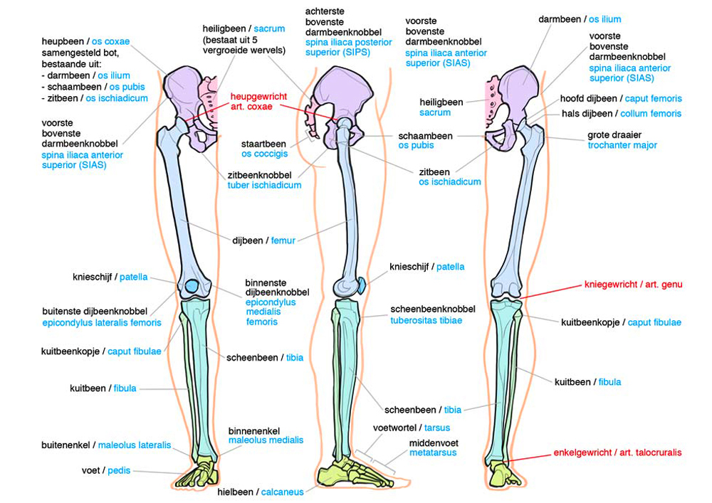 Edicational Anatomy