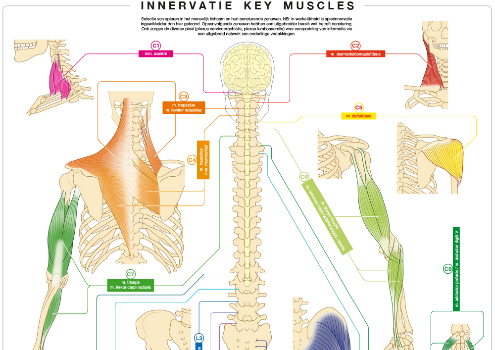 Educational Medical 11