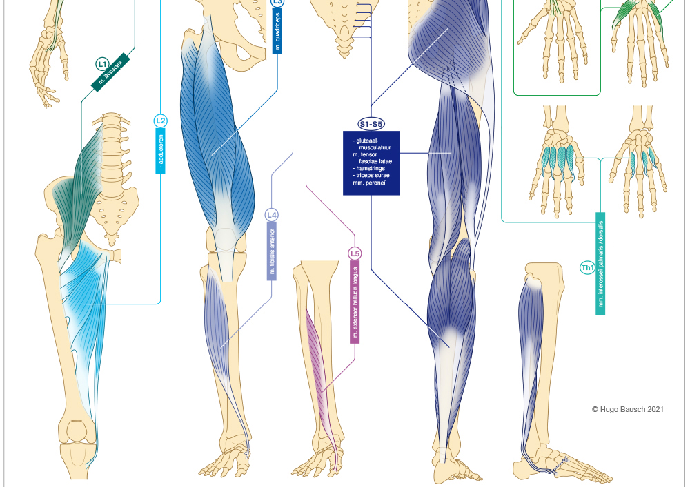 Educational Medical 12