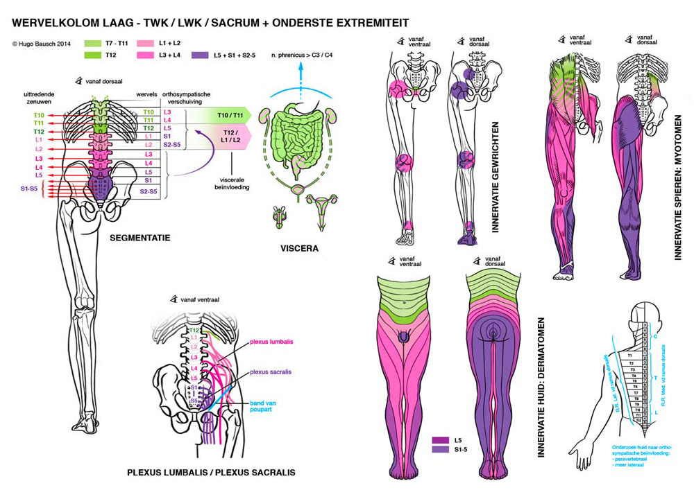 Edicational: Nervous system