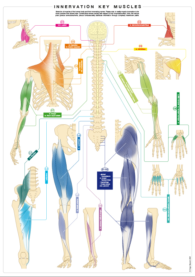 Educational poster Key Muscles 1