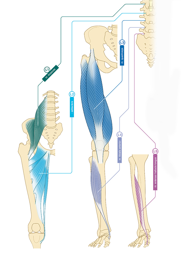 Educational poster Key Muscles 3