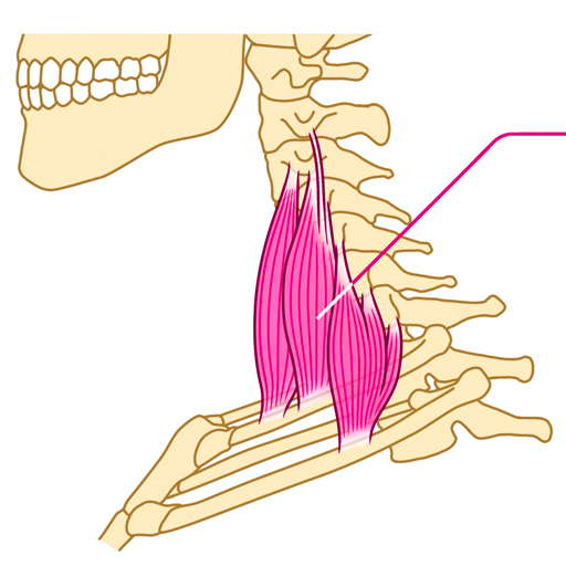 Key Muscles featured image